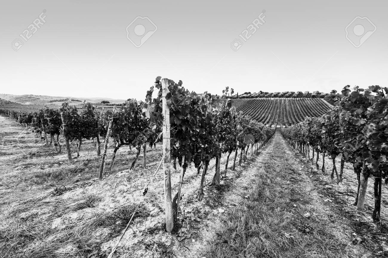 Italian wine farm surrounded with vineyards and olive trees black and white picture stock photo