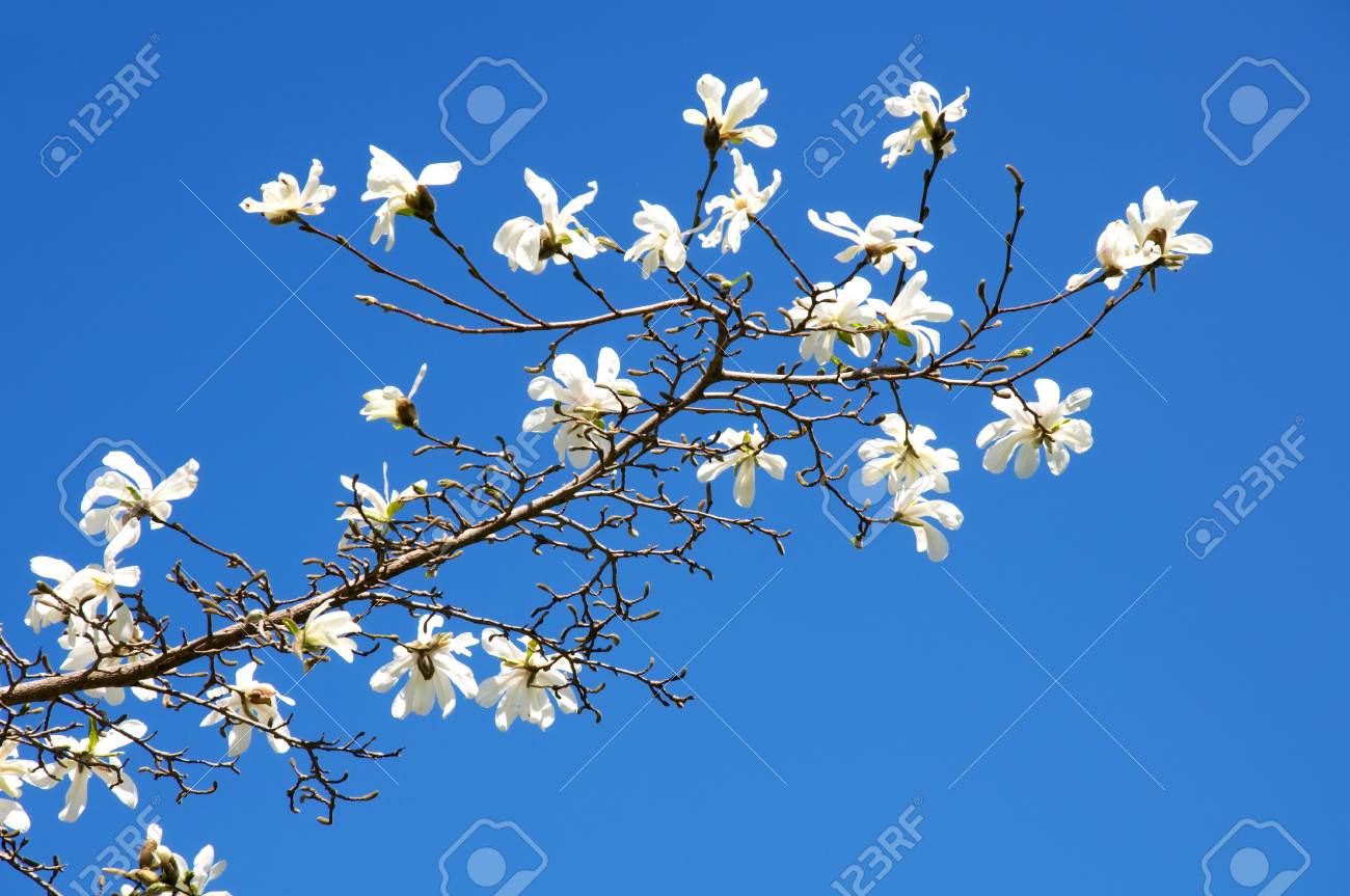 マグノリアの木 の写真素材 画像素材 Image