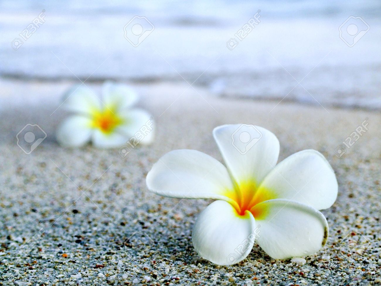 Plumeria Flowers On The Beach