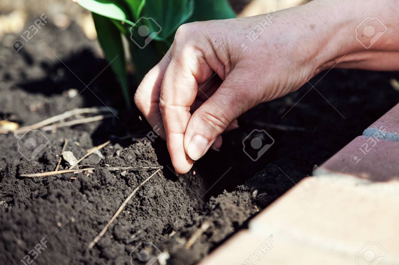To Sow the Seeds of Earth