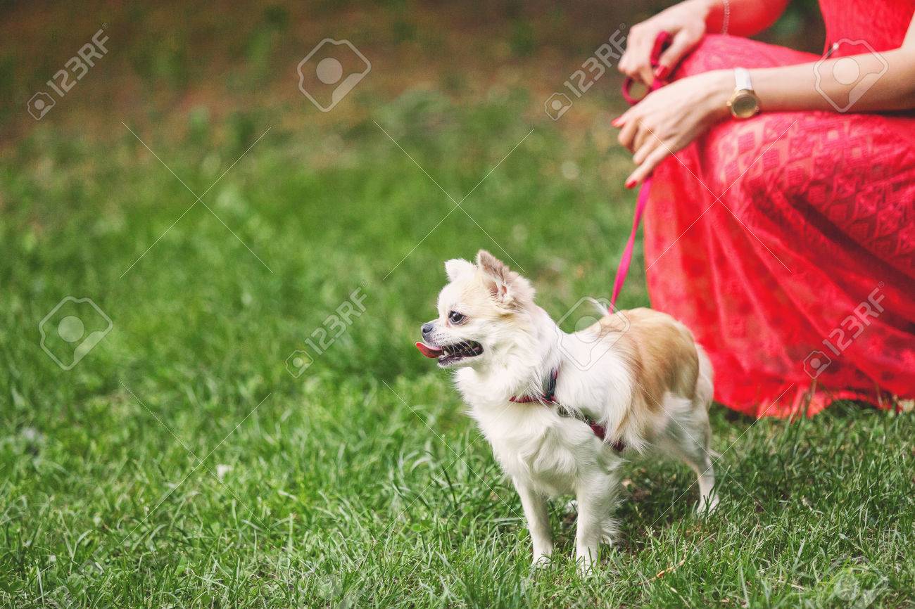 Symbole De Lannée 2018 Un Beau Petit Chien De Race Chihuahua Avec De Longs Cheveux Se Dresse Sur Une Pelouse Dherbe Verte Par Une Claire Journée