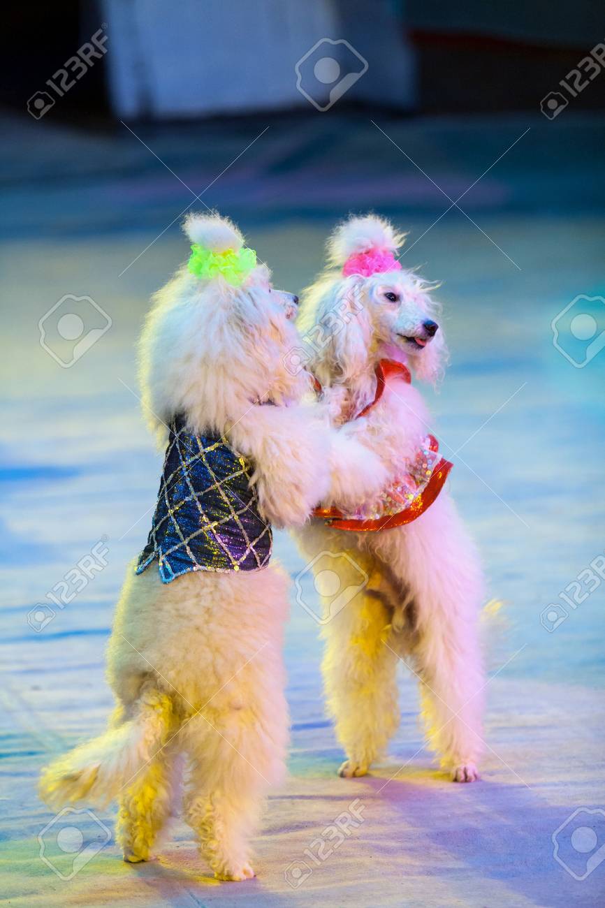 犬のワルツ 2 つの白いトリミングされたプードルは赤いサーカスの舞台に 後ろ足で一緒に踊る の写真素材 画像素材 Image