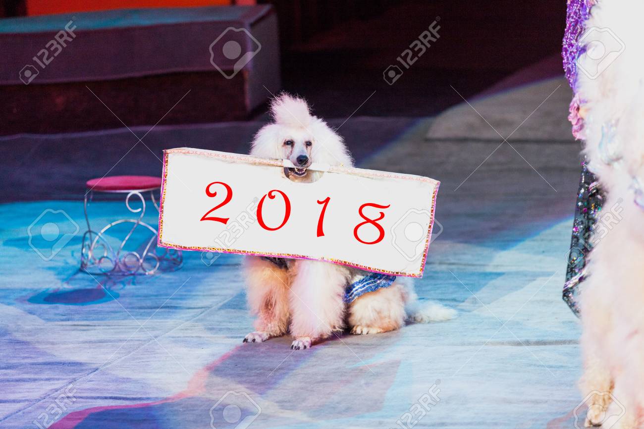 サーカスの犬かわいい白いプードルは サーカスアリーナのカーペットの上に座って 彼の口の中にポスターを保持しています の写真素材 画像素材 Image