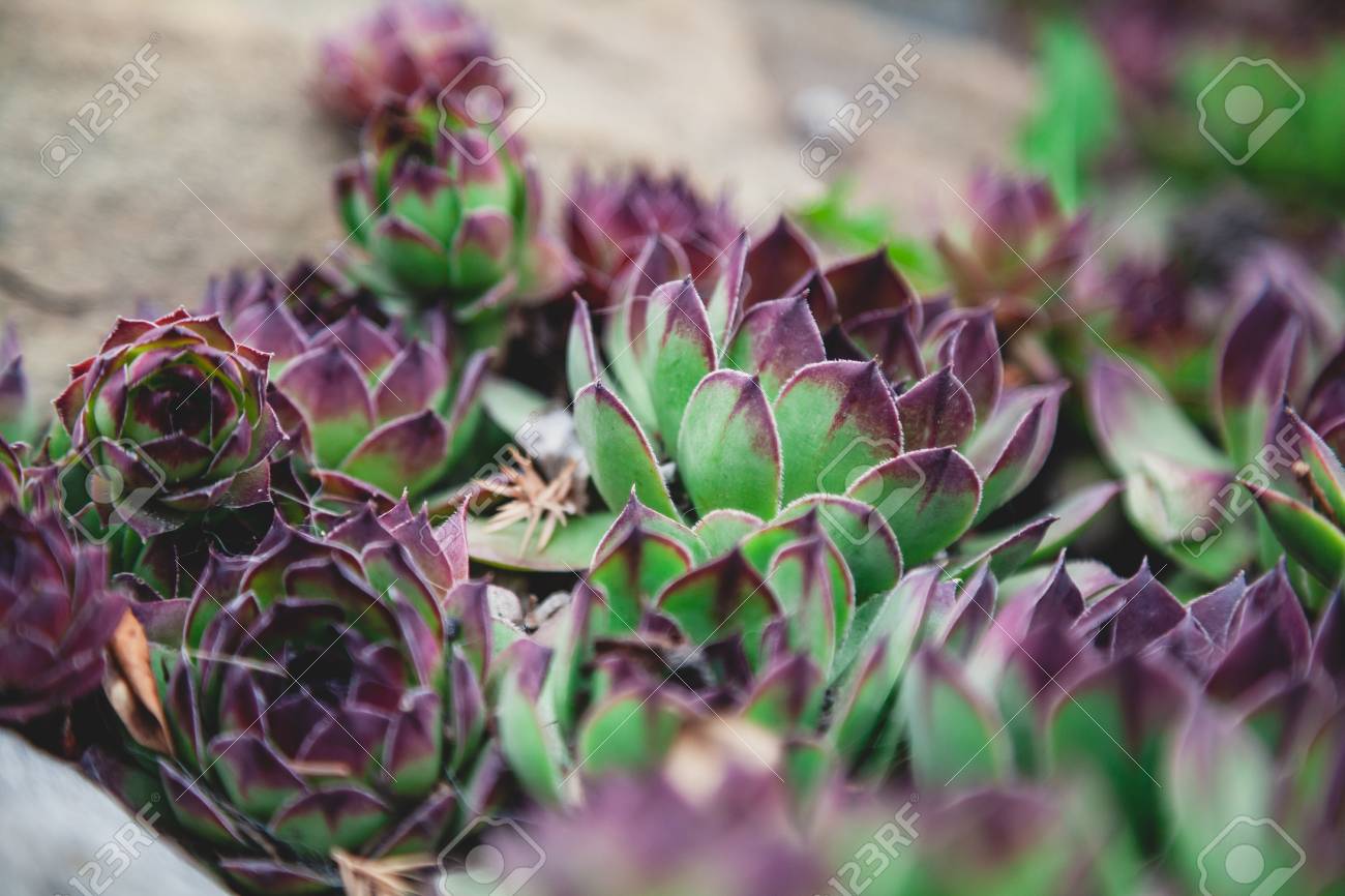 エケベリアはアガベです。赤い先端を持つ多肉植物の緑の葉のいくつかの  