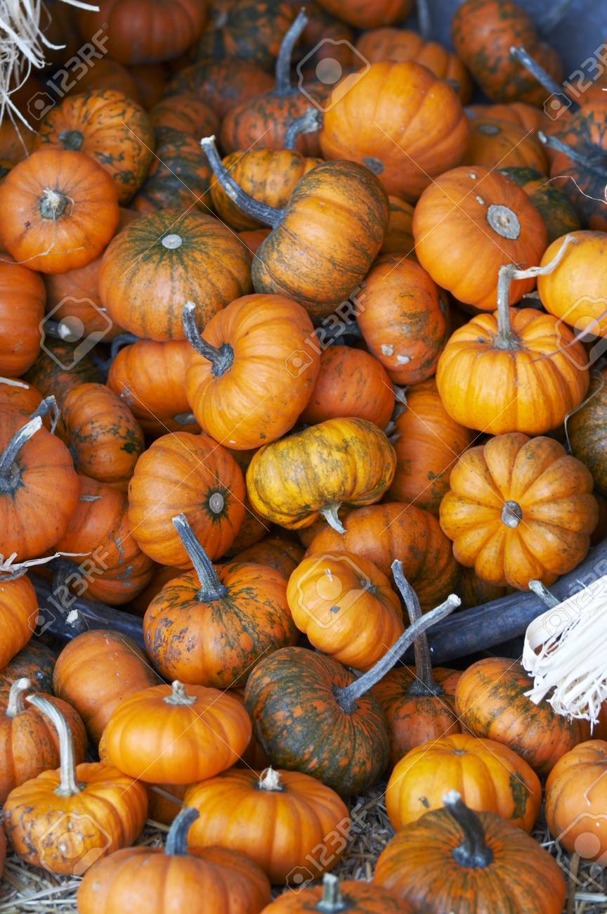 a bunch of small pumpkins on straw bed stock photo picture and