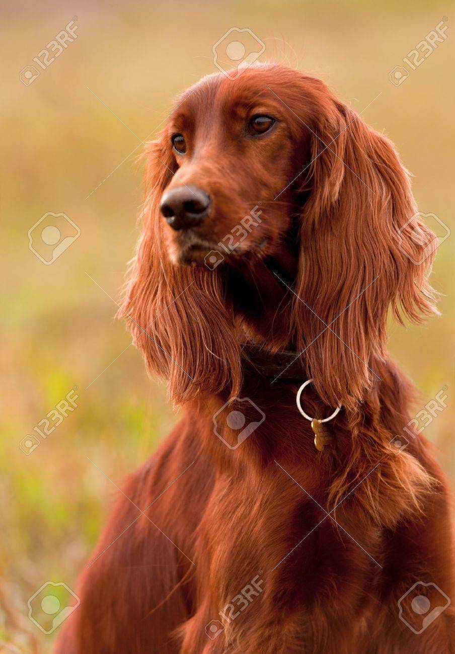 Portrait Of A Irish Red Setter, Vertical Stock Photo, Picture and Royalty  Free Image. Image 15976327., image size:904x1300