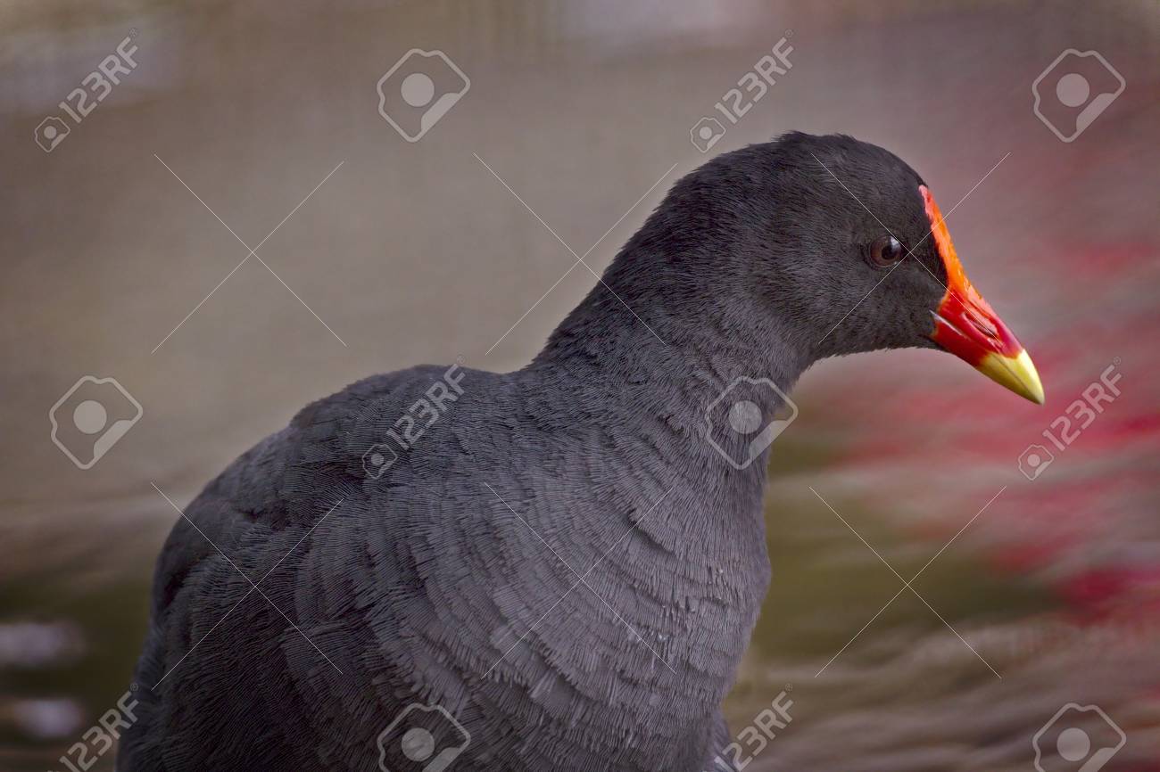 etiam-dictum-ipsum-a-felis