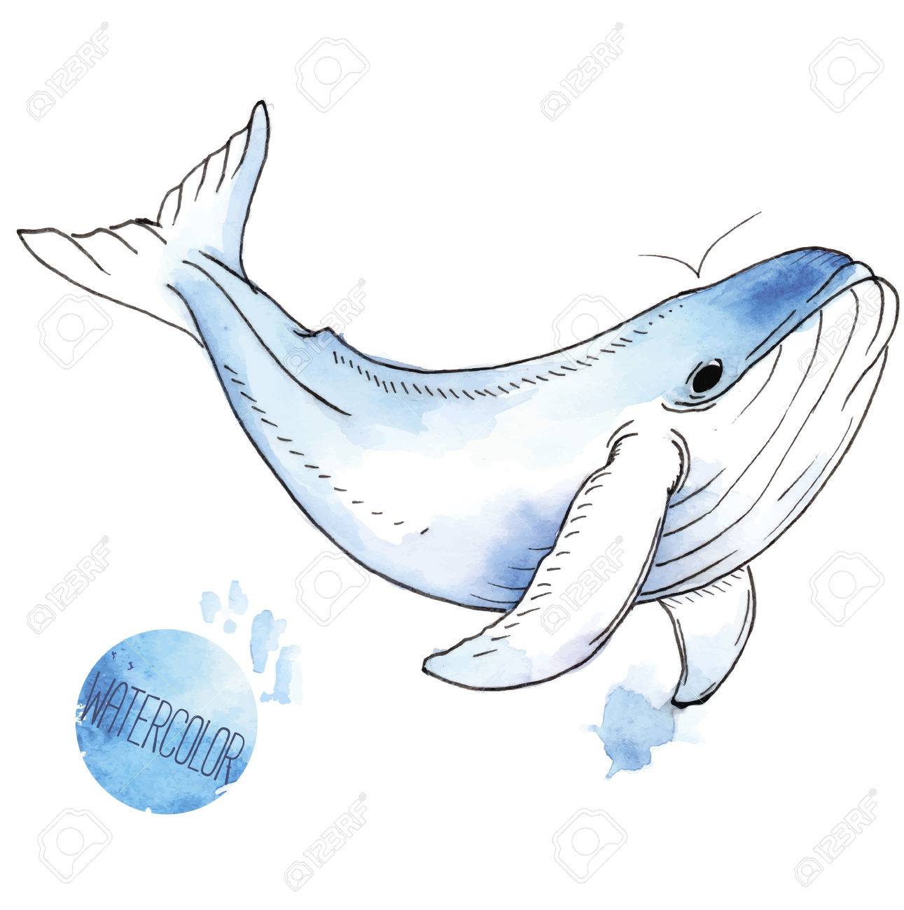白い背景の水彩画のクジラのベクトル イラスト のイラスト素材 ベクタ Image
