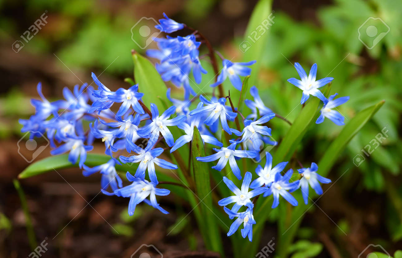 Photo Of Beautiful Sunrise Flowers In My Garden Stock Photo Picture And Royalty Free Image Image