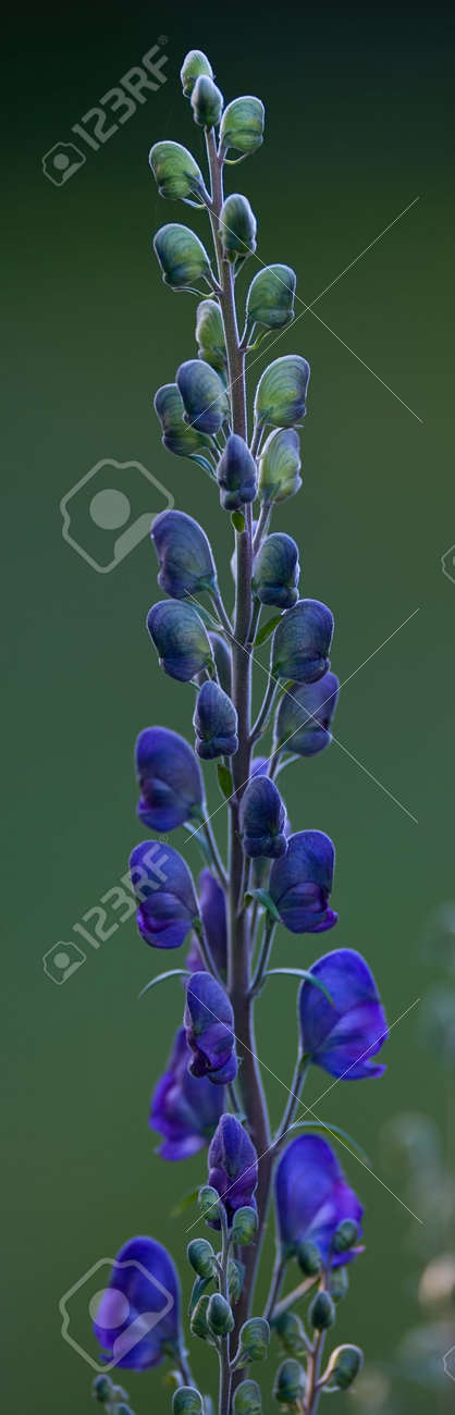 etiam-dictum-ipsum-a-felis