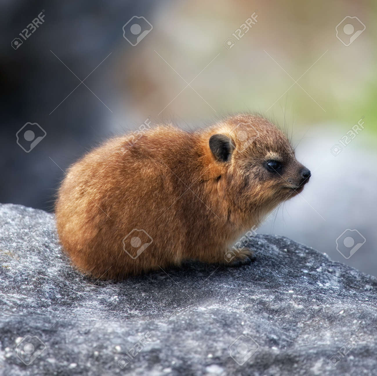 赤ちゃんカピバラ ハイラックスまたは Dassie やテーブル マウンテン ケープタウン 南アフリカ共和国にアフリカのアナグマ の写真素材 画像素材 Image 赤ちゃんカピバラ ハイラックスまたは Dassie やテーブル マウンテン ケープタウン 南アフリカ共和国にアフリカのアナグマ の写真素材 画像素材 Image