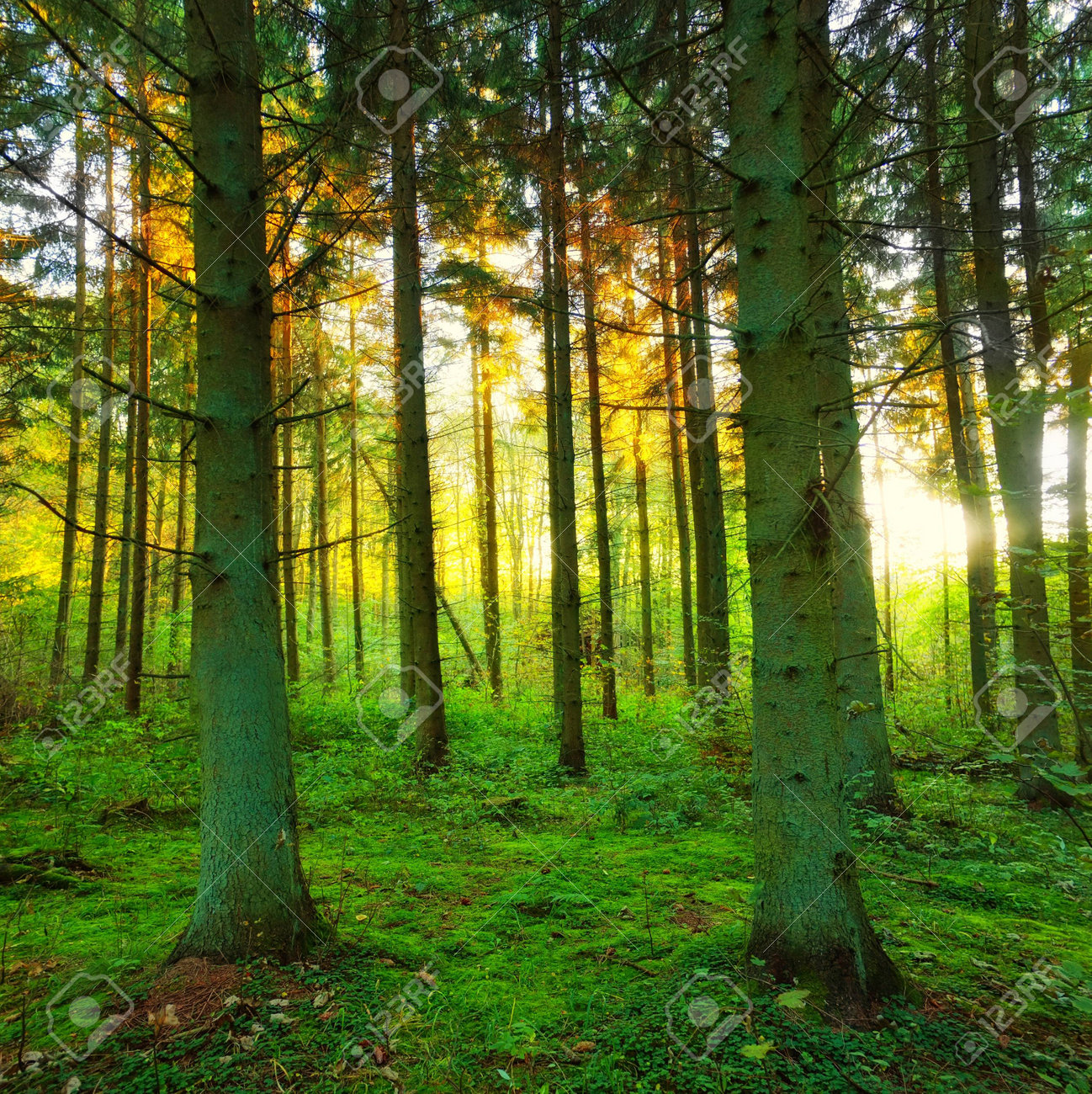 夕日の松の森の写真 の写真素材 画像素材 Image 夕日の松の森の写真 の写真素材 画像素材 Image