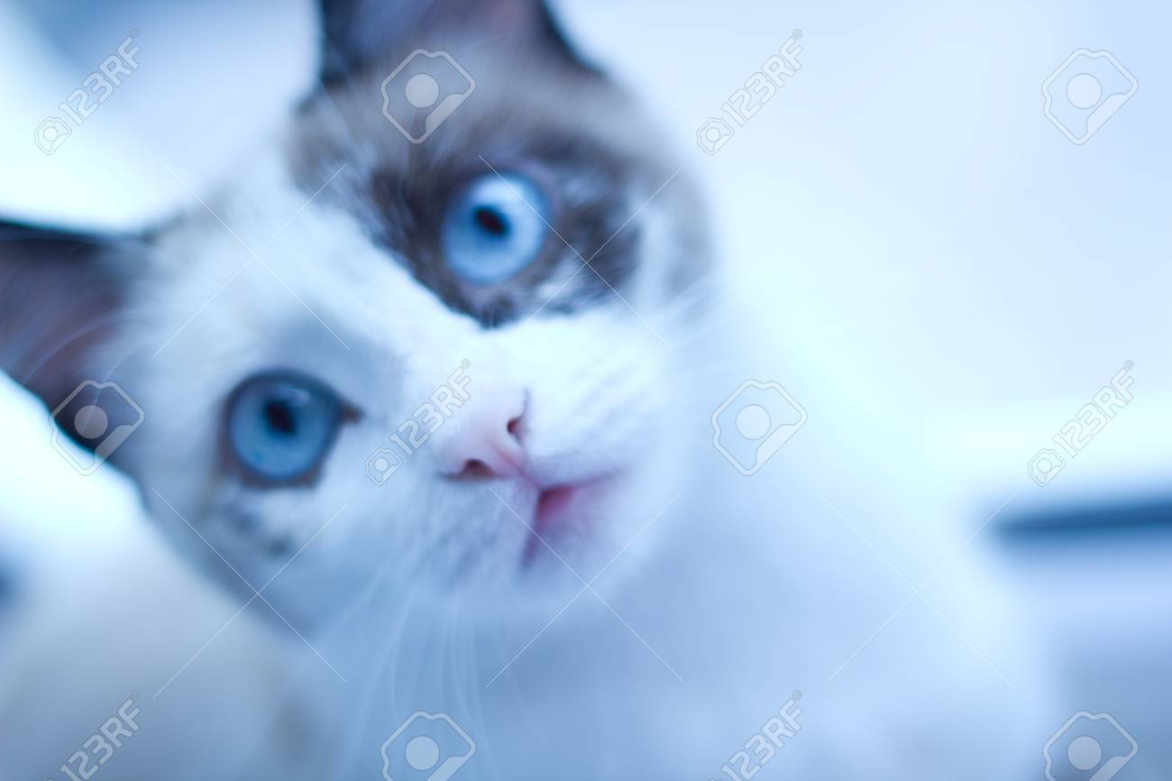 青目の猫 の写真素材 画像素材 Image