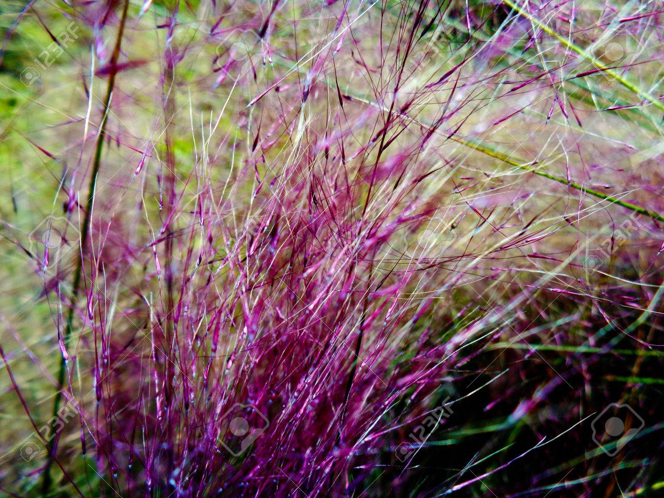噴水の草の植物 目 Messiacum や赤ウサギのしっぽ の写真素材 画像素材 Image
