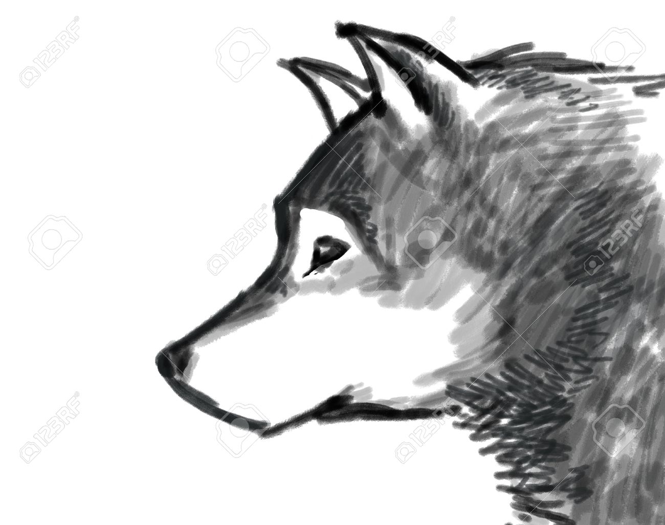 Snow Wolf Black And White Drawing Stock Photo Picture And Royalty Free Image Image 23046251