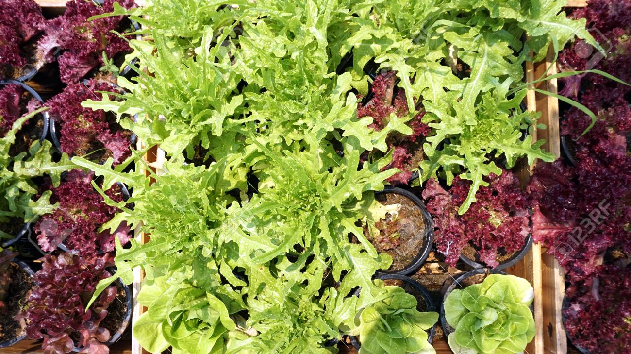 葉の上の水滴をサラダ野菜水耕栽培の庭 の写真素材 画像素材 Image 葉の上の水滴をサラダ野菜水耕栽培の庭 の写真素材 画像素材 Image