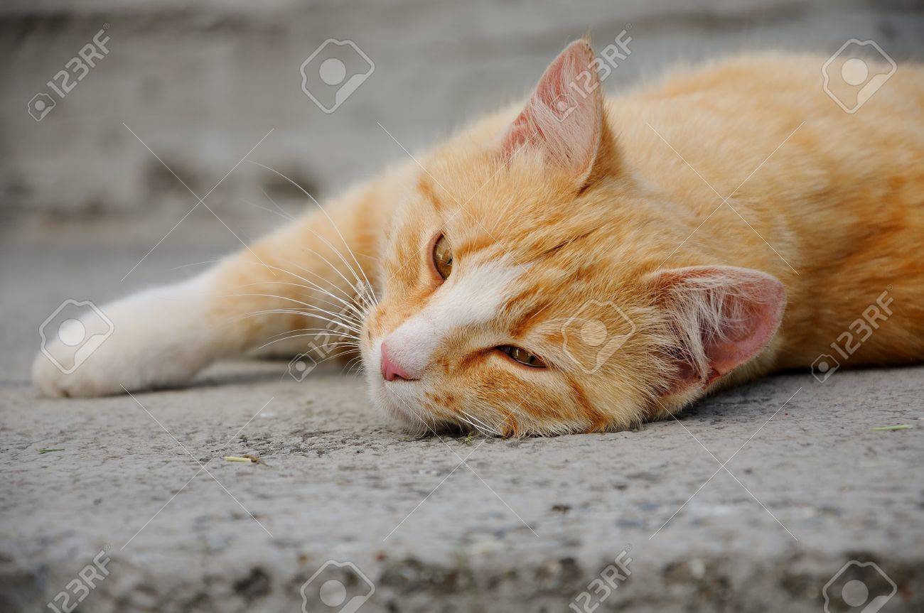 Chat Roux Sur Une Marche D Une Echelle De Beton Banque D Images Et Photos Libres De Droits Image