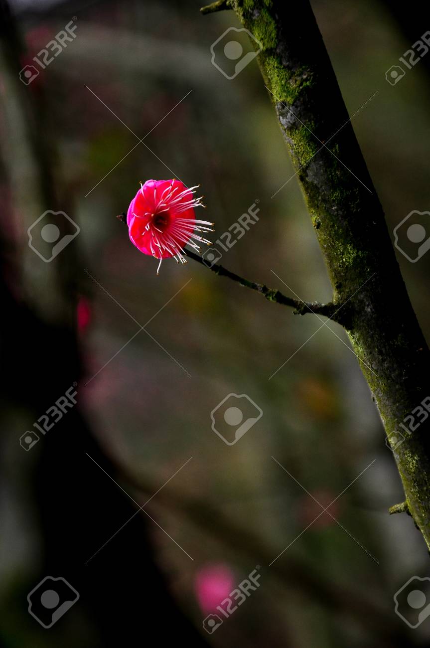 etiam-dictum-ipsum-a-felis