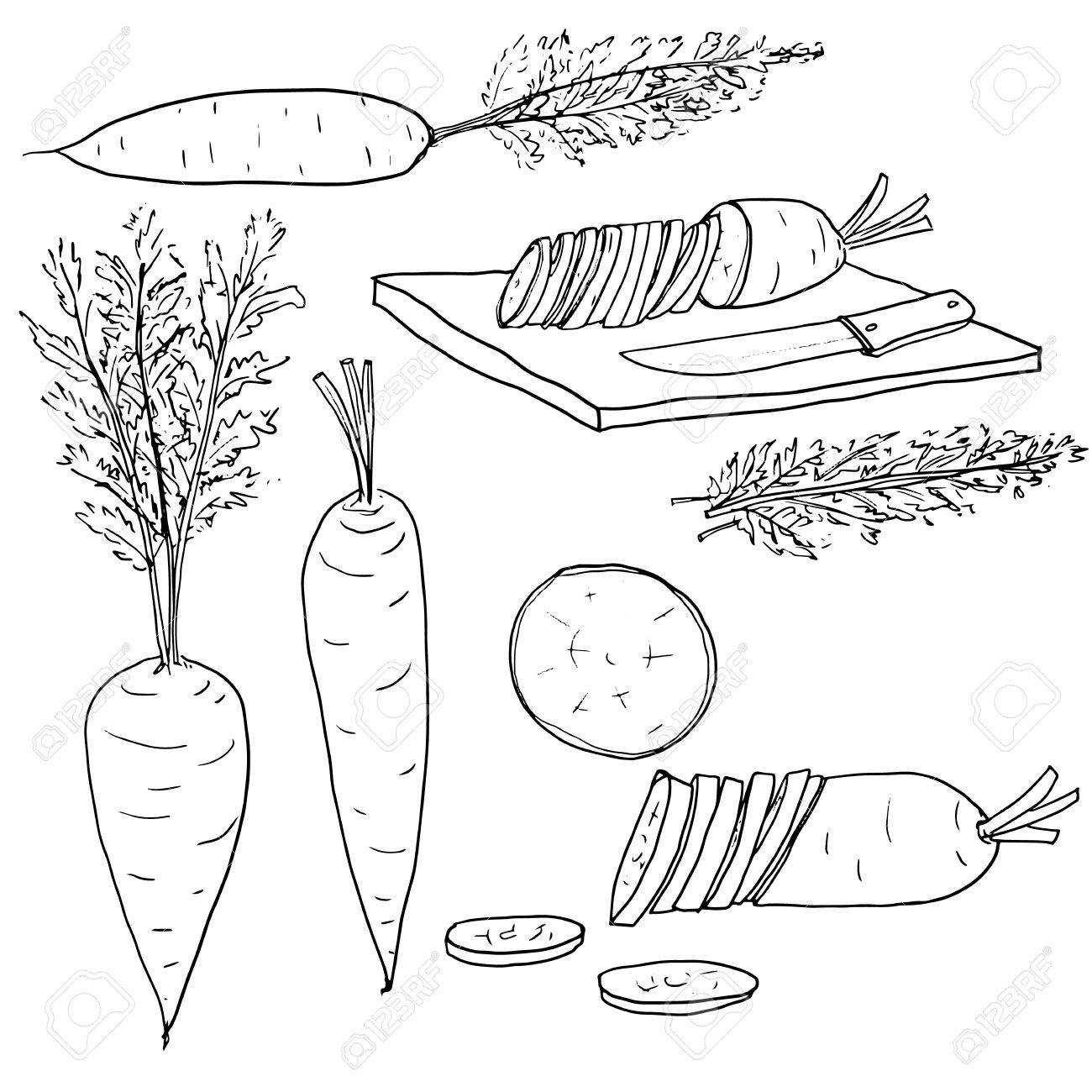 ベクトル ニンジン野菜セット ライン アート手描きイラスト の写真素材 画像素材 Image 60452273