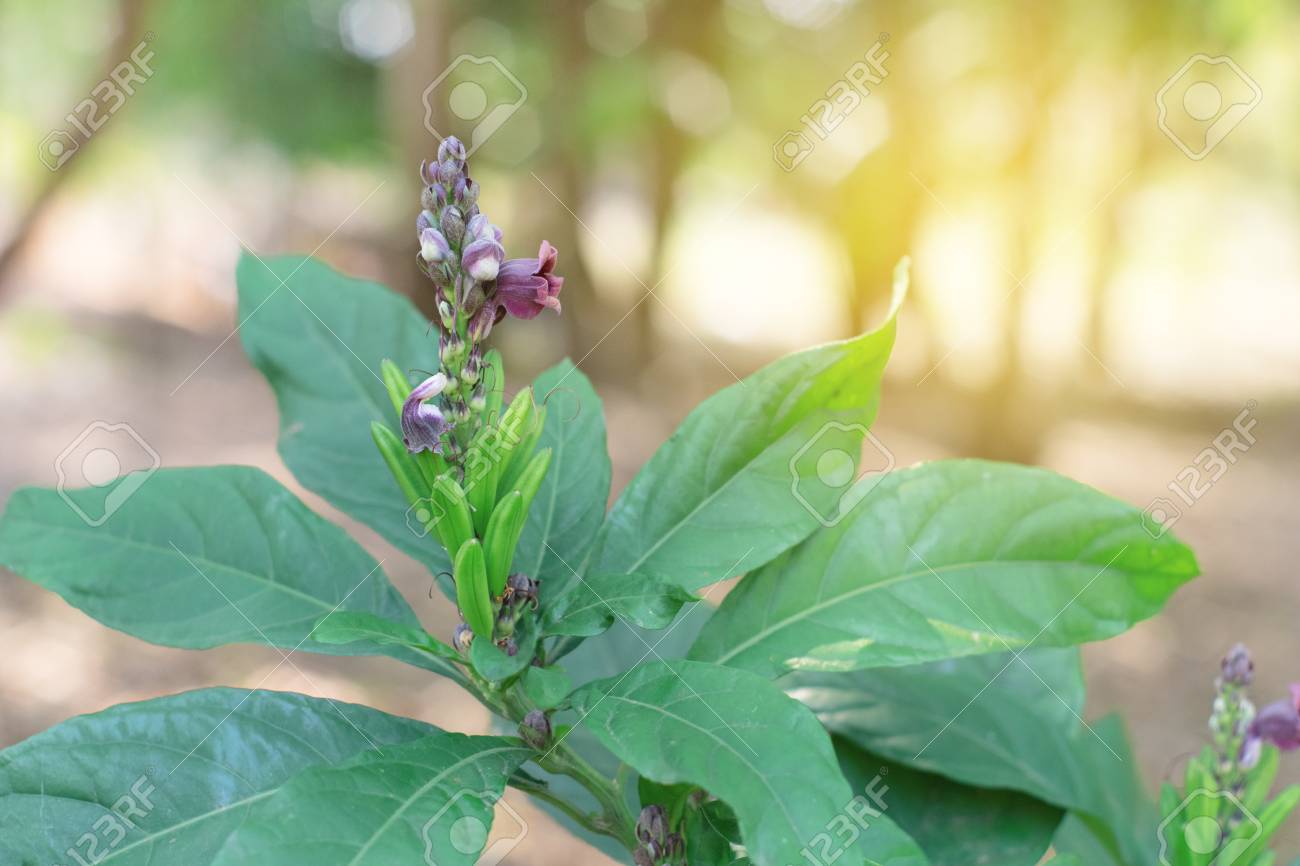 Phlogacanthus Pulcherrimus flower with leaves green. Dee Plaa Gang. - 98635132 Phlogacanthus Pulcherrimus flower with leaves green. Dee Plaa Gang. - 98635132