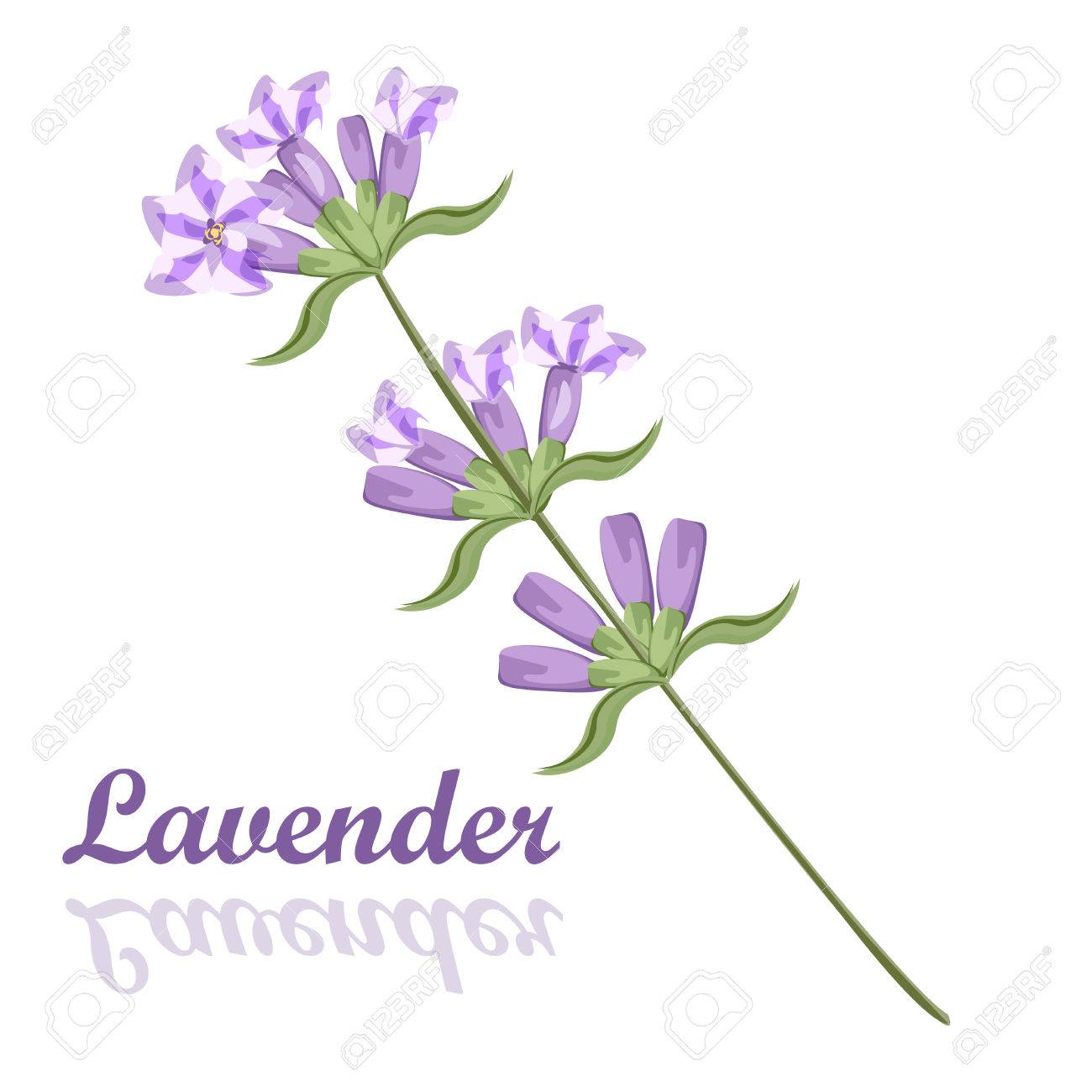 ラベンダーの花紫の花庭芳香族花の束 香水ラベンダーの性質の紫の花の花束の香り 自然の花ハーブ束ラベンダー アロマテラピー紫花のベクトル のイラスト素材 ベクタ Image