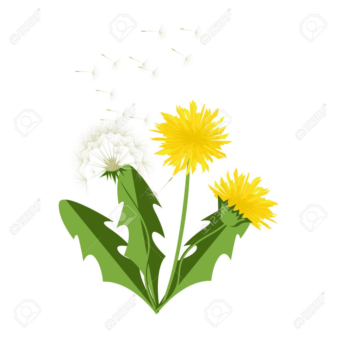 ベクトル イラスト タンポポの葉 のイラスト素材 ベクタ Image ベクトル イラスト タンポポの葉 のイラスト素材 ベクタ Image