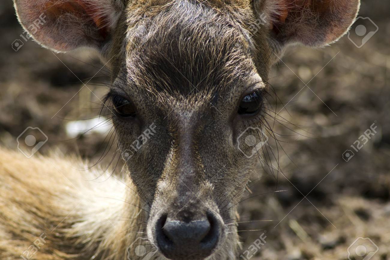 ニホンジカの子供長いまつげ パタヤ タイの近くのミニ動物園 の写真素材 画像素材 Image