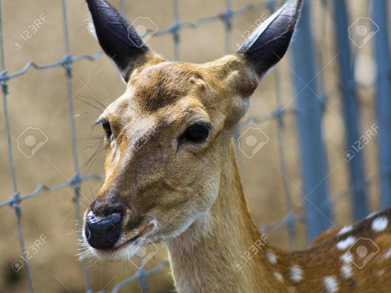 ニホンジカ鹿顔 パタヤ タイの近くのミニ動物園 の写真素材 画像素材 Image 2810