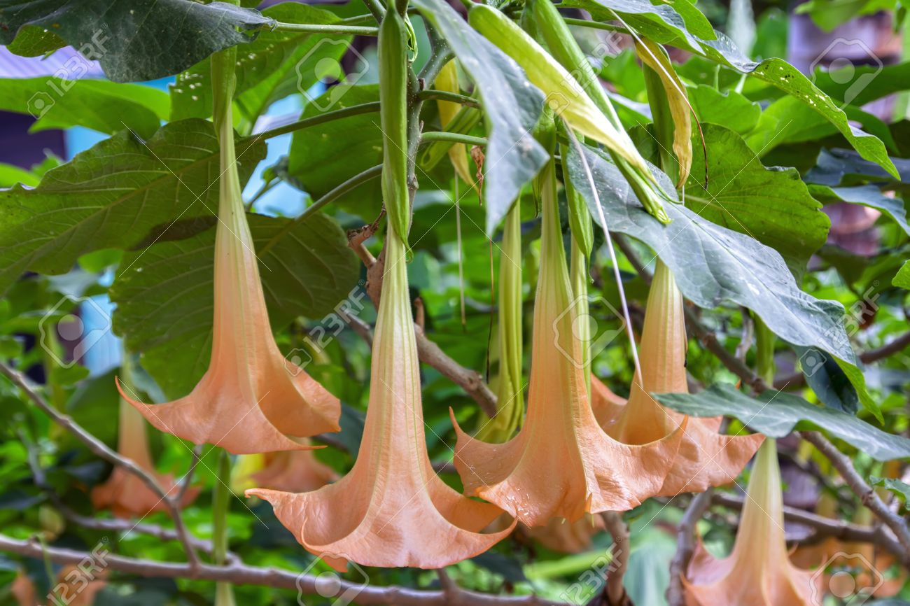 キダチチョウセンアサガオ属 7 種のナス科の有毒植物の属 の写真素材 画像素材 Image