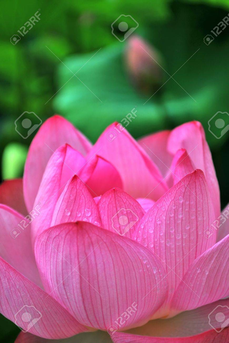 Rosée Sur Une Fleur De Lotus Avec Bouton De Lotus Dans Larrière Plan Symbolisant La Religion Le Bouddhisme La Pureté La Sérénité Le Zen La