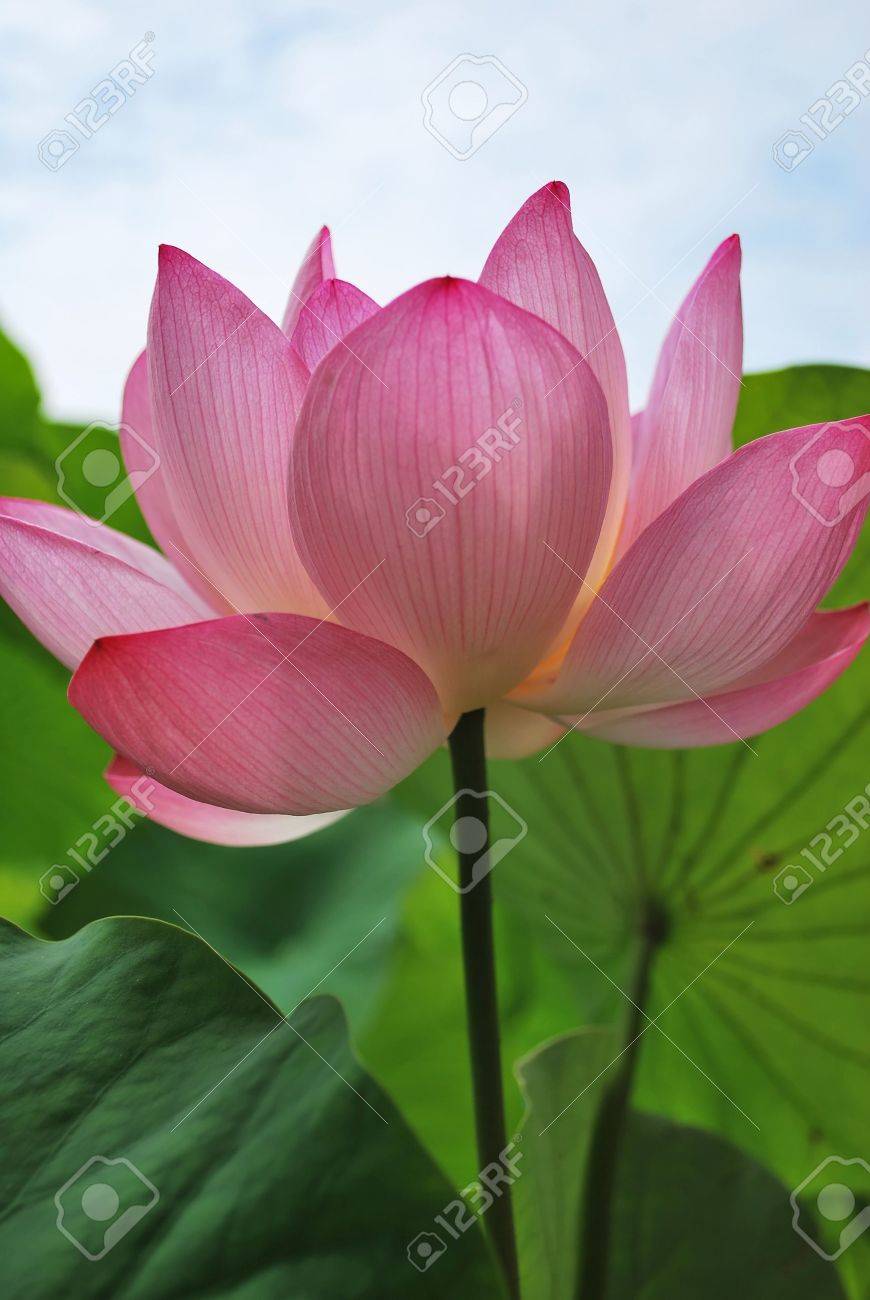 完璧な蓮の花満開 宗教 仏教 純度 平静 禅 夏のシーズン 仏 悟り 至福 喜びと他の抽象的な概念を象徴します 日本での撮影 の写真素材 画像素材 Image 完璧な蓮の花満開 宗教 仏教 純度 平静 禅 夏のシーズン 仏 悟り 至福 喜びと他の抽象的な概念を象徴します 日本での撮影 の写真素材 画像素材 Image