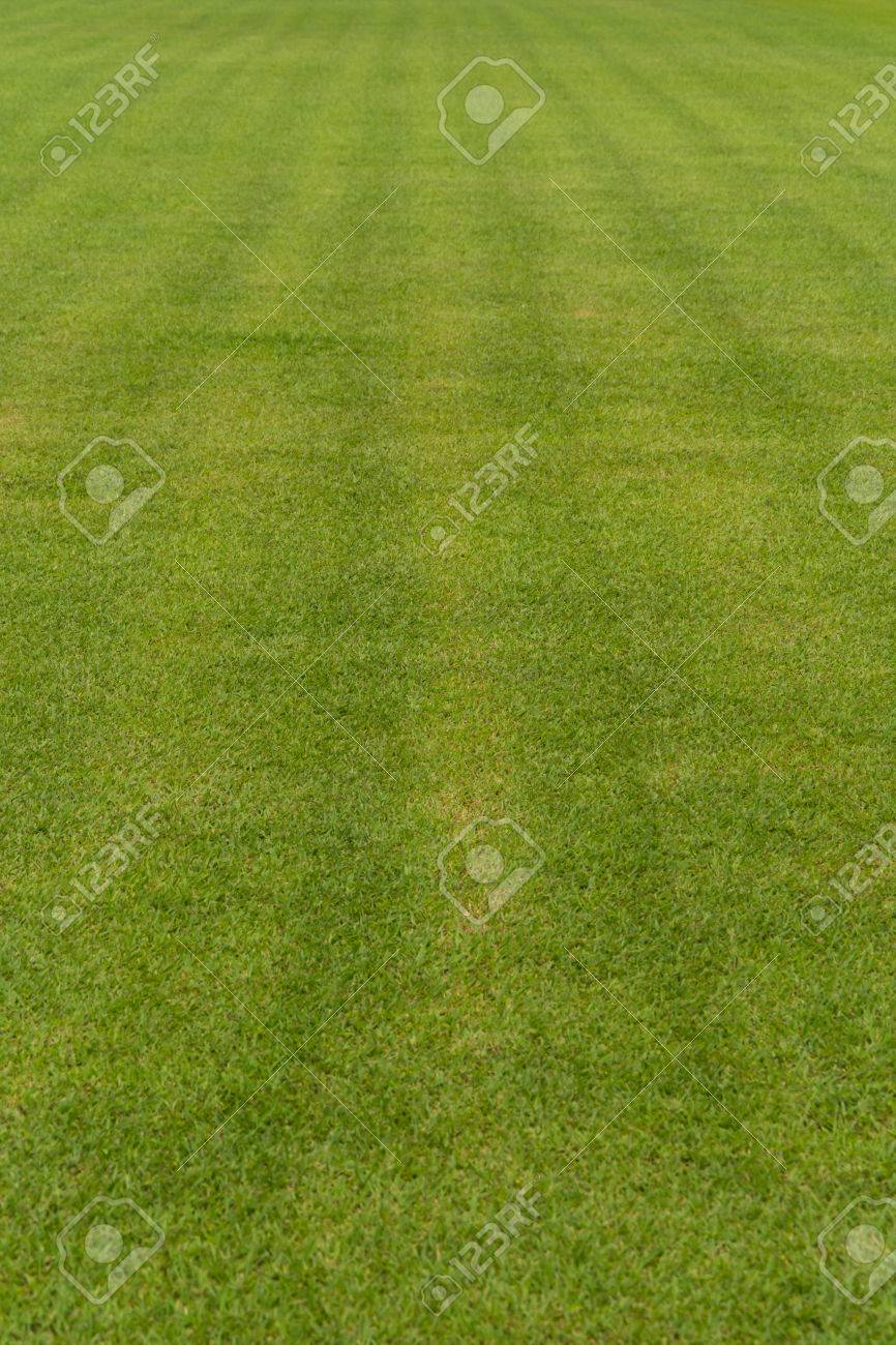 緑線の草テクスチャ背景 の写真素材・画像素材. Image 31580975.