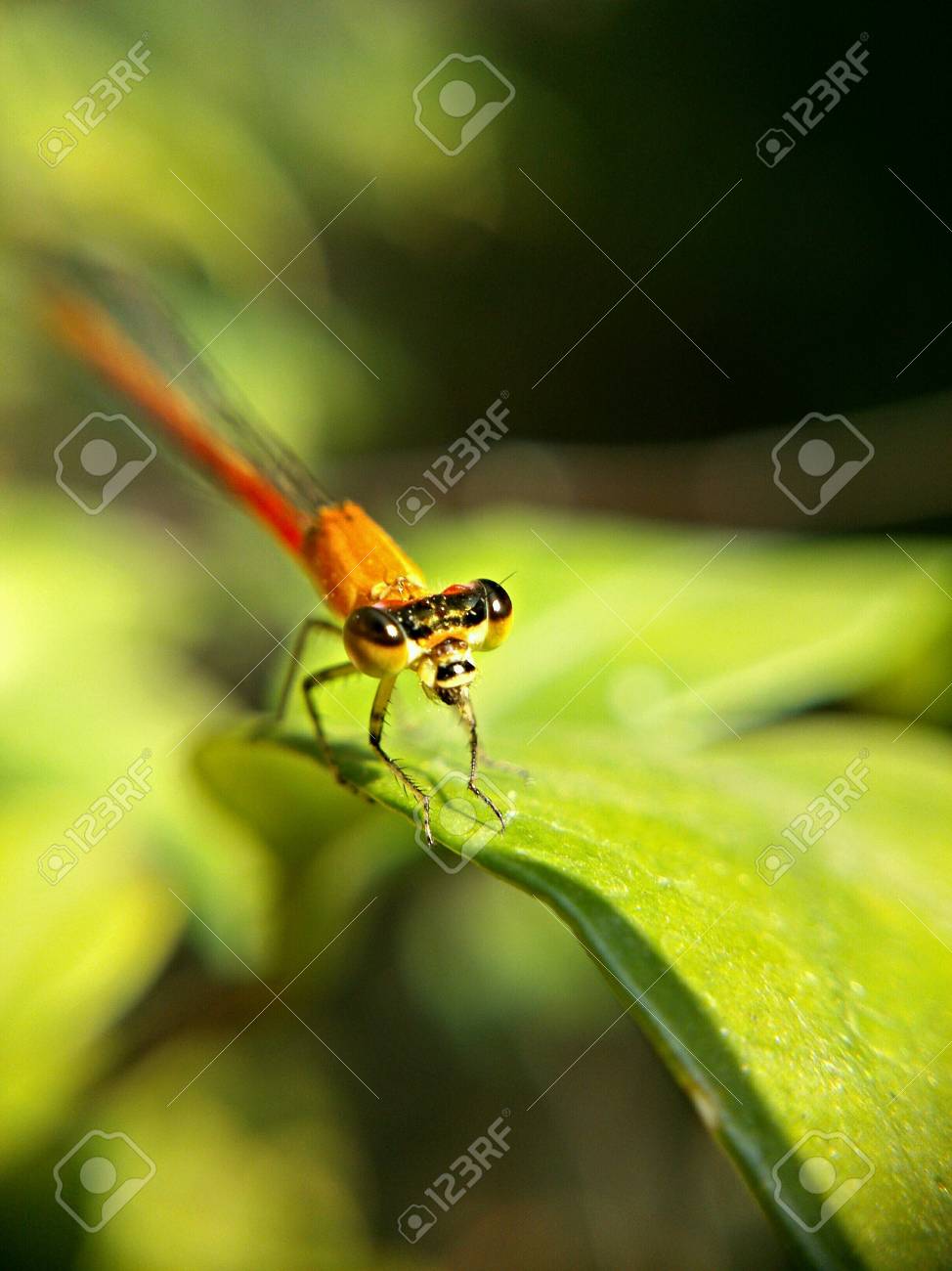 etiam-dictum-ipsum-a-felis