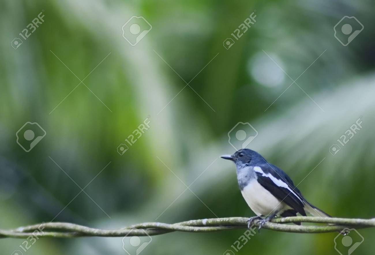 etiam-dictum-ipsum-a-felis