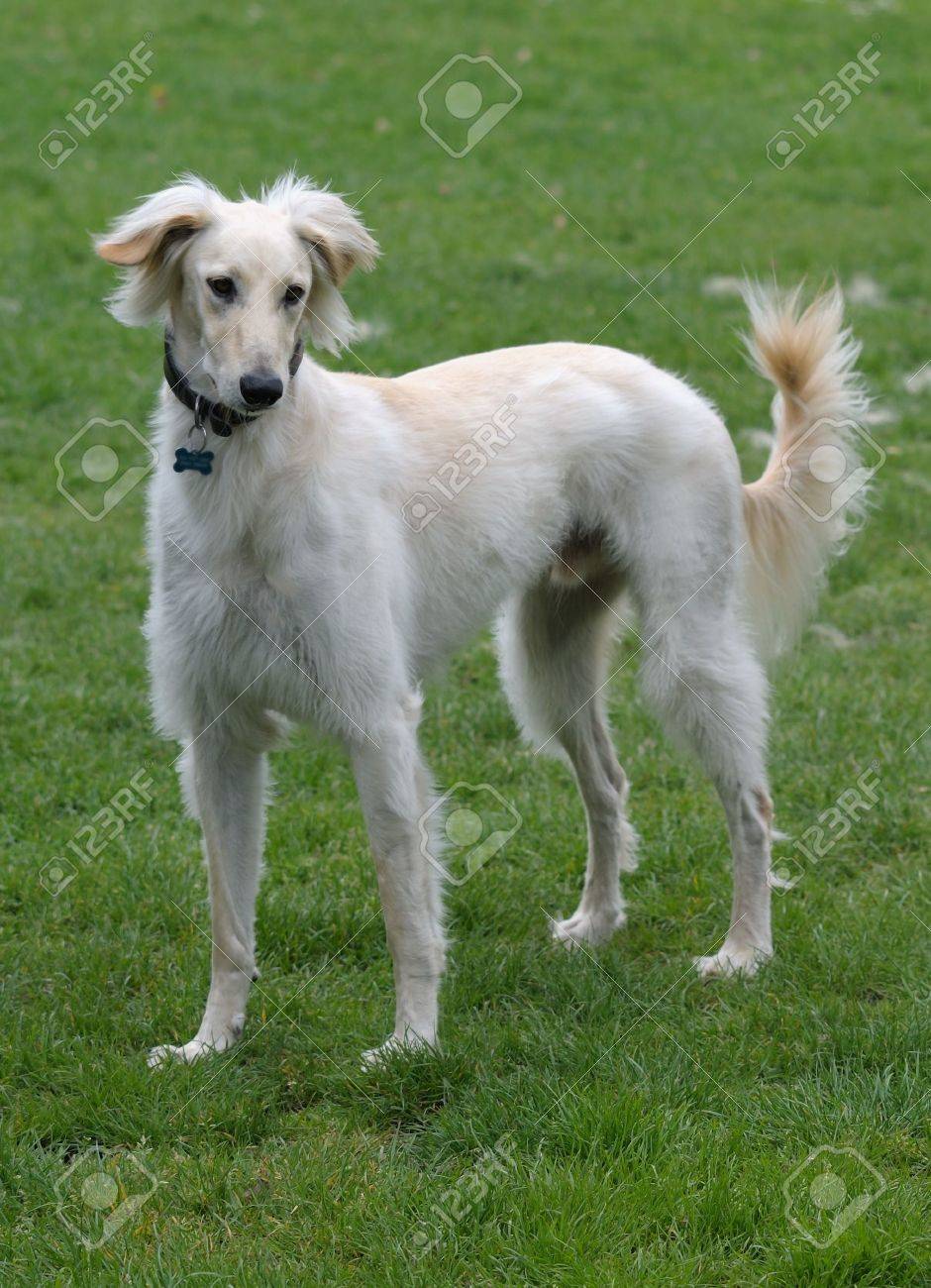 サルーキの飼いならされた犬の最も古い品種の一つです グレイハウンドより速くその美しさ 優雅さ スピードと持久力 のために賞賛 純血種のサイトハウンド の写真素材 画像素材 Image