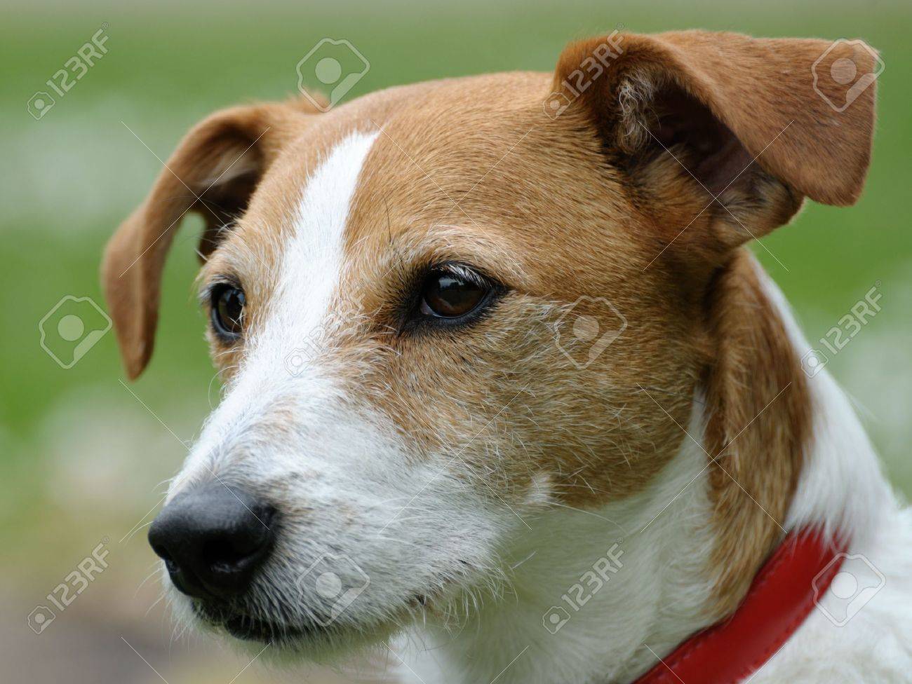 parson russell terrier smooth