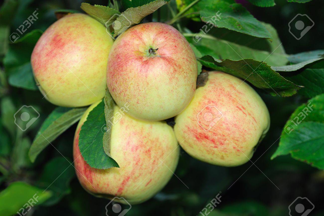 Immagini Stock Quattro Luce Verde A Mangiare Le Mele Inglese Con Un Rossore Rosso Che Cresce Su Un Albero Maturo Per La Raccolta Image