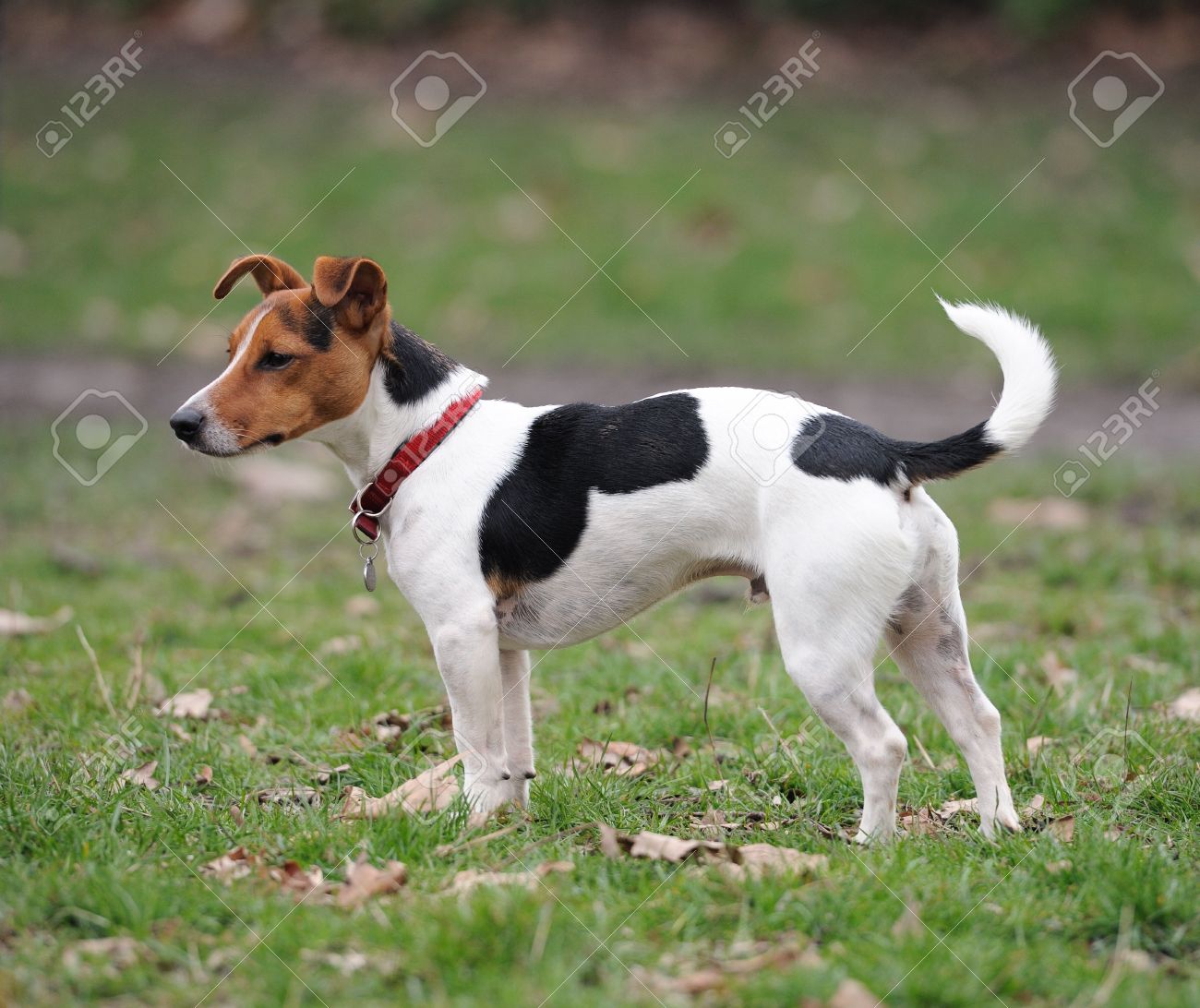 one year old jack russell terrier standing in a park stock photo