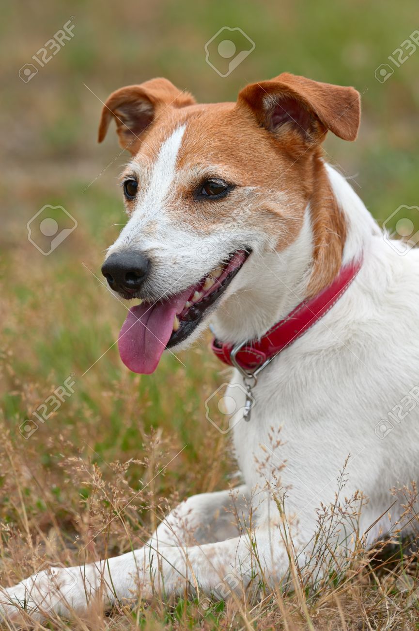 smooth jack russell