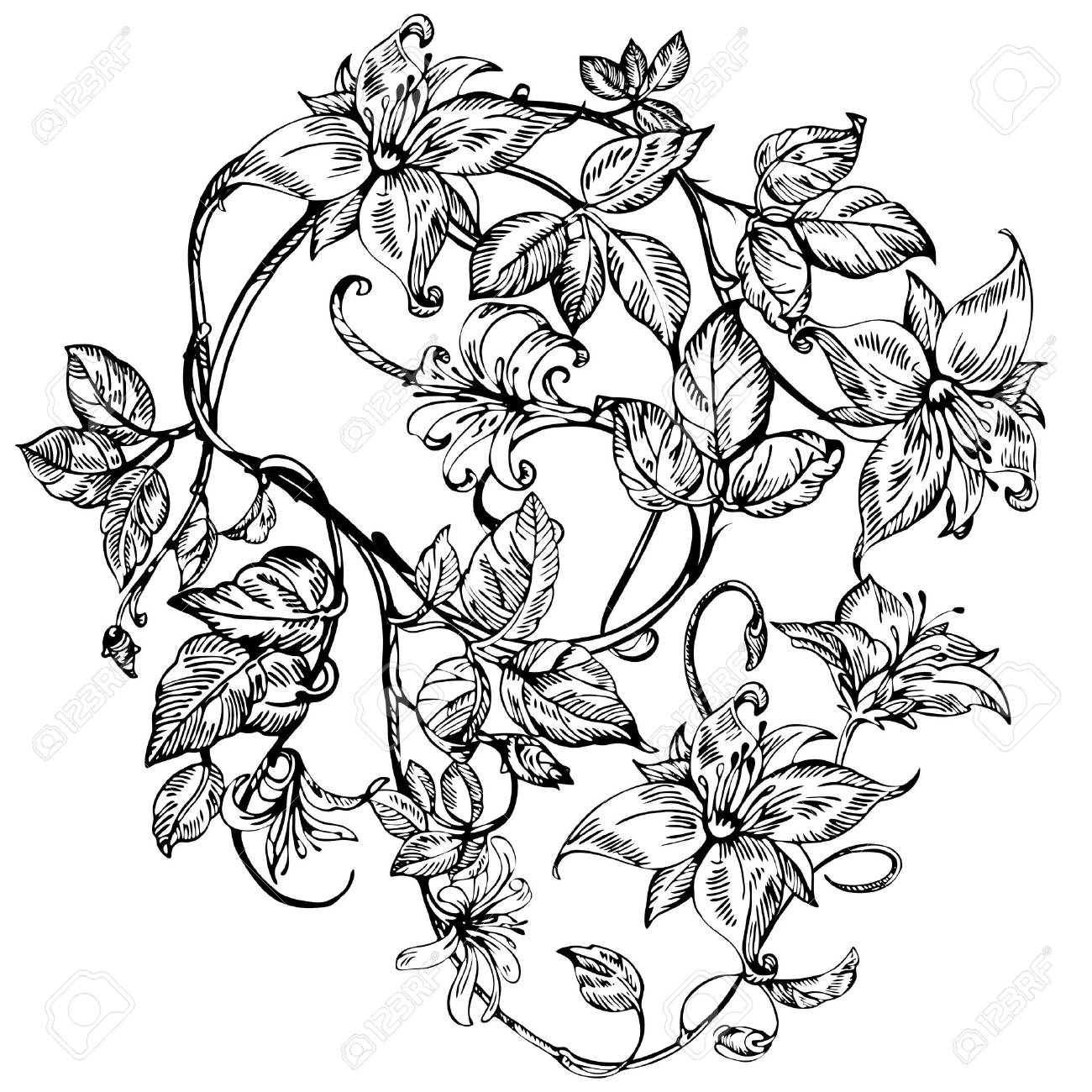 ヴィンテージ エレガントな花 黒と白のベクトル図です スイカズラの花 植物学 ベクトルのイラスト素材 ベクタ Image