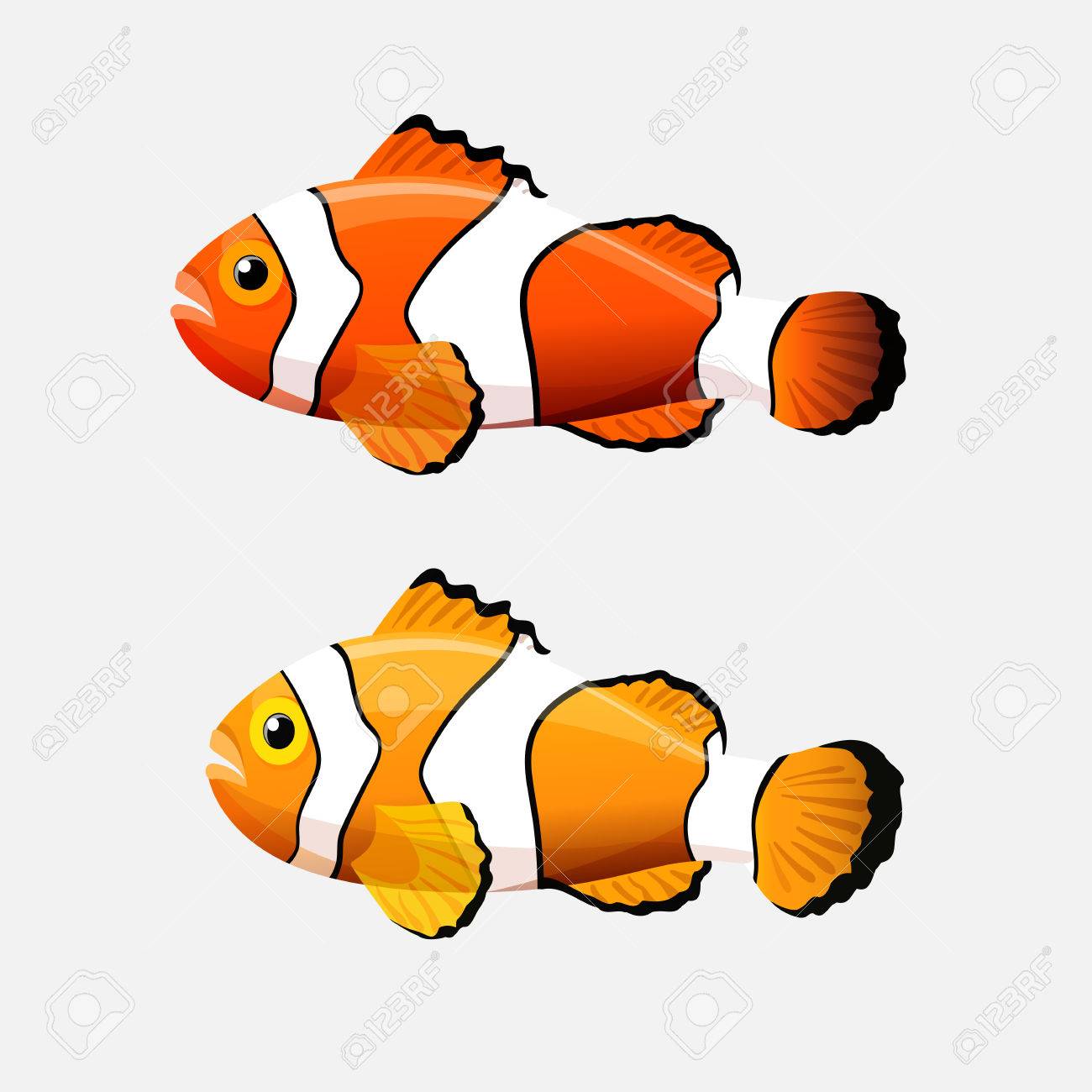 クマノミは 白で隔離 クマノミ カクレクマノミは 魚類の生息環境は通常 サンゴ礁です 白バーまたはパッチで黄色とオレンジ色の種 水族館 ベクトル図 の イラスト素材 ベクタ Image