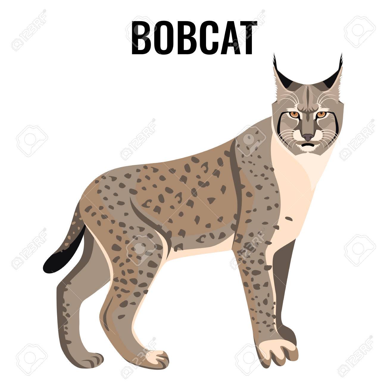 Full Length Spotted Bobcat Vector Illustration Isolated Wildlife