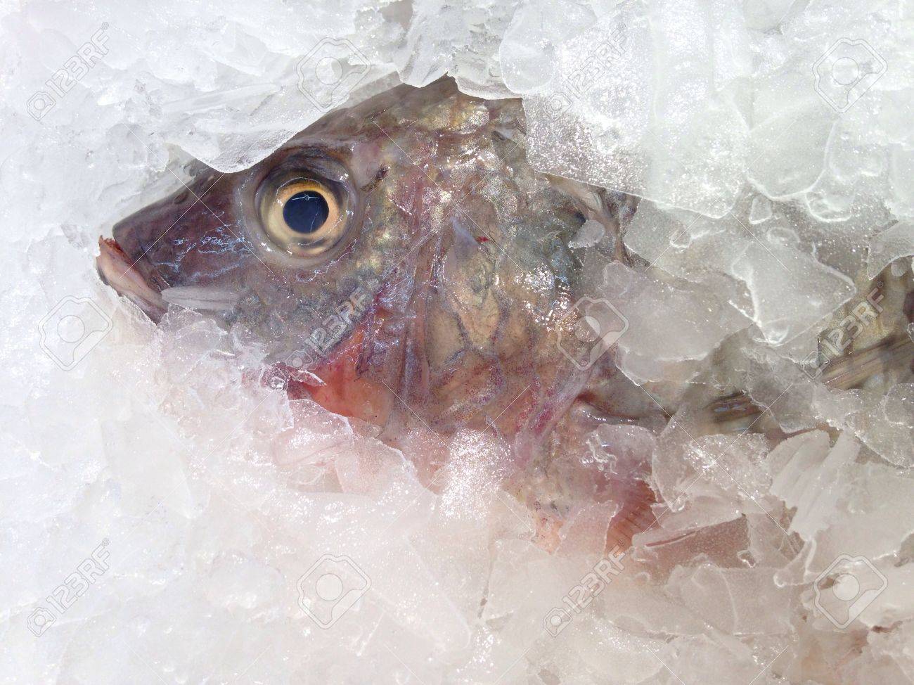 鮮魚販売のため氷の上ナイル ティラピア の写真素材 画像素材 Image 鮮魚販売のため氷の上ナイル ティラピア の写真素材 画像素材 Image