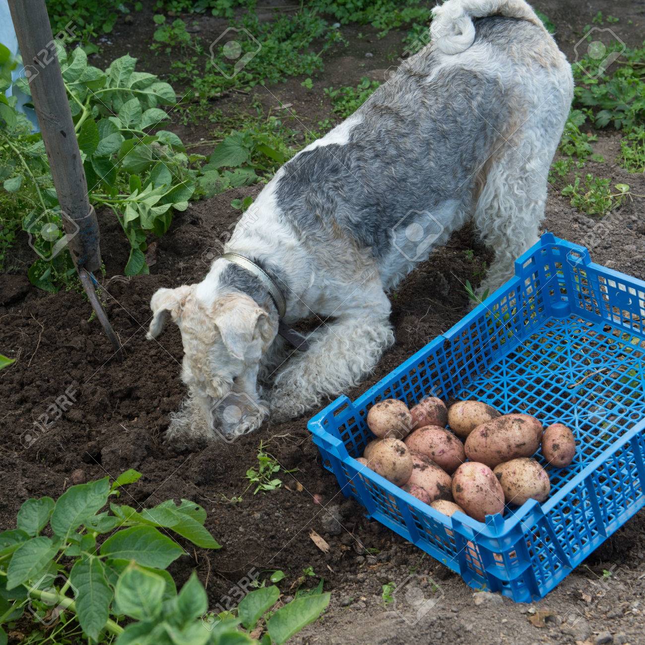 ジャガイモ塊茎の庭に犬の品種 フォックス テリアを掘る 地面に野菜の木枠します ビンテージの内野 肥沃な黒い土 の写真素材 画像素材 Image ジャガイモ塊茎の庭に犬の品種 フォックス テリアを掘る 地面に野菜の木枠します ビンテージの内野 肥沃な黒い土 の写真素材 画像素材 Image