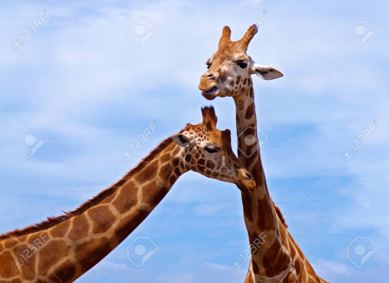 couple of giraffes in