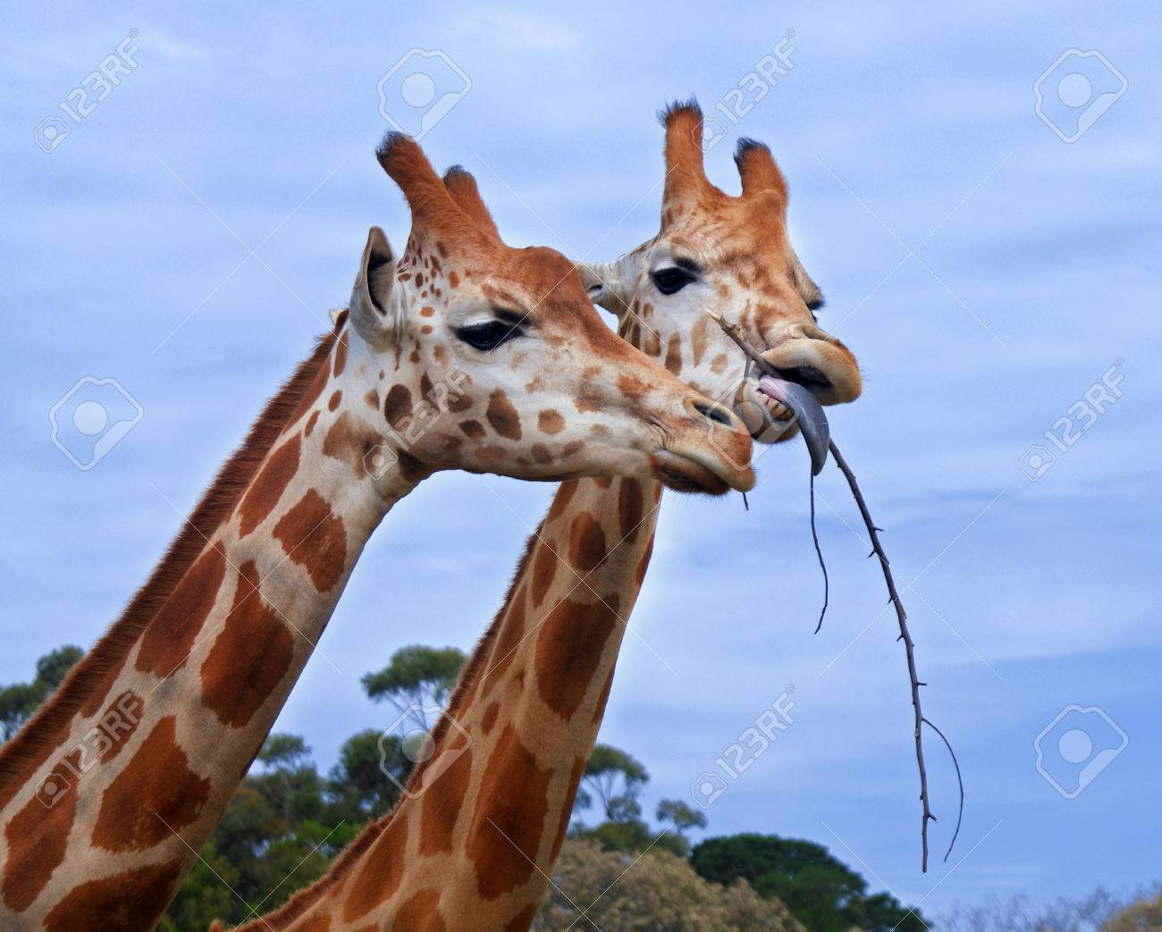 couple of giraffes in