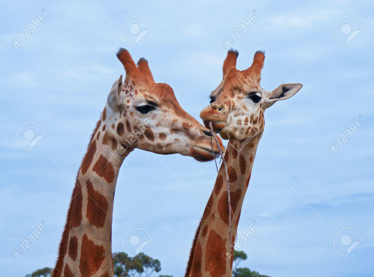 couple of giraffes in