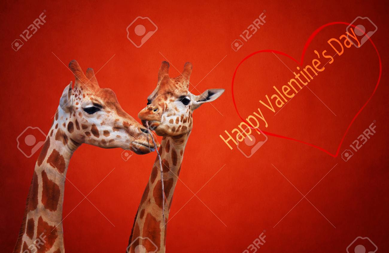 couple of giraffes in