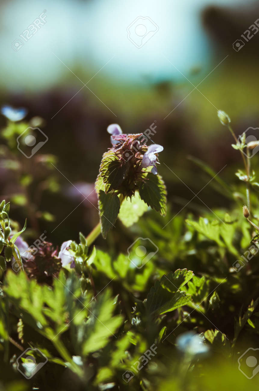 etiam-dictum-ipsum-a-felis