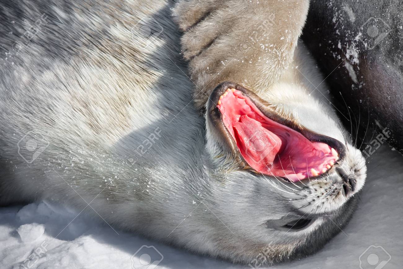 アザラシの赤ちゃんは 彼のお母さんに近い 南極大陸 の写真素材 画像素材 Image